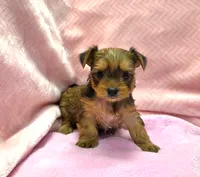 Tiny! Morkie Female Rare! Gold Dust.. "We Deserve Each Other", a female Morkie for sale in Marietta, GA – 2 of 10