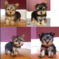 Justin's T-cups & Toy Pups, a female Yorkshire Terrier for sale in Marietta, GA – Photo 1 of 4