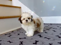 Shih Tzu Female Tiny! "I'm Your Dream Baby", a female Shih Tzu for sale in Marietta, GA – 6 of 10