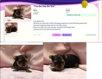 Yorkie Female "I'm so Irresistible", a female Yorkshire Terrier for sale in Marietta, GA – 4 of 10