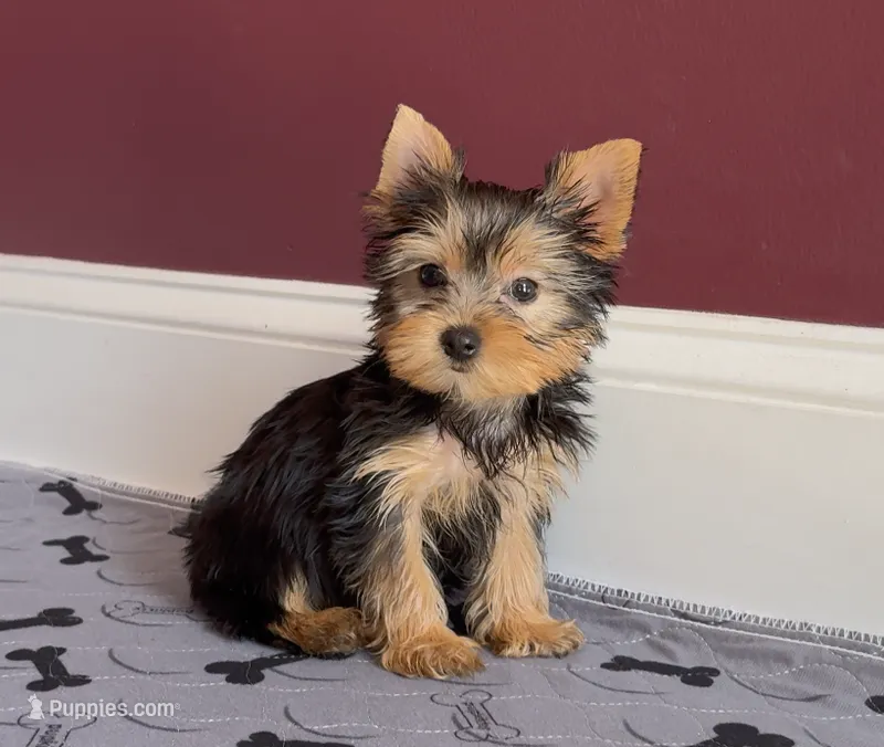 Yorkie Female Blk&Tan .. "I'm Your Destiny" – Yorkshire Terrier puppy for sale in Marietta, GA