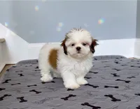 Shih Tzu Female Tiny! "I'm Your Dream Baby", a female Shih Tzu for sale in Marietta, GA – 7 of 10