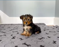 Yorkie Male "You Love Me", a male Yorkshire Terrier for sale in Marietta, GA – 2 of 10