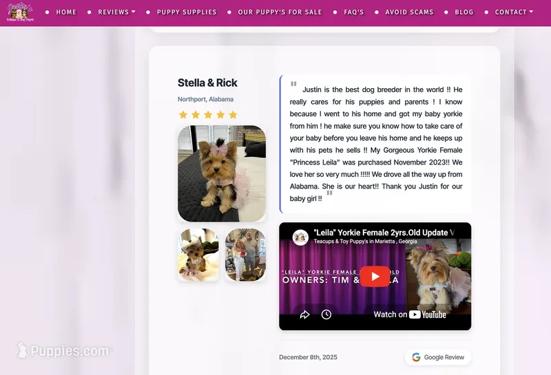 Yorkie Male Parti! Rare! " 1 in a Million" – Yorkshire Terrier puppy for sale in Marietta, GA