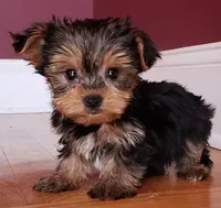 Justin's T-cups & Toy Pups, a male Yorkshire Terrier for sale in Marietta, GA – Photo 1 of 2