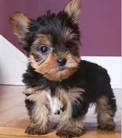 Justin's T-cups & Toy Pups, a male Yorkshire Terrier for sale in Marietta, GA – Photo 2 of 2