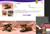 Yorkie Female Tiny! Gold & White Parti .. "1in a Million", a female Yorkshire Terrier for sale in Marietta, GA – 4 of 10