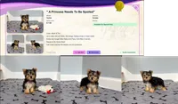 Yorkie Female Blk&Tan .. "I'm Your Destiny", a female Yorkshire Terrier for sale in Marietta, GA – 4 of 9