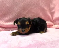 Tiny! Yorkie Female " I'm Your Dream Yorkie" ", a female Yorkshire Terrier for sale in Marietta, GA – 3 of 10