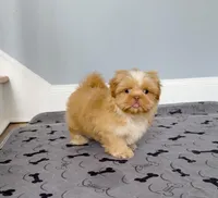 Shih Tzu Male Tiny! Green Eyes! Red Nose!, a male Shih Tzu for sale in Marietta, GA – Photo 2 of 10