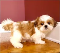 Shih Tzu Male Gold & White, a male Shih Tzu for sale in Marietta, GA – Photo 1 of 10