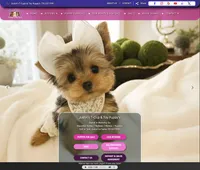 Shih Tzu Male Gold & White, a male Shih Tzu for sale in Marietta, GA – Photo 6 of 10