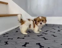 Shih Tzu Male Gold & White, a male Shih Tzu for sale in Marietta, GA – Photo 3 of 10