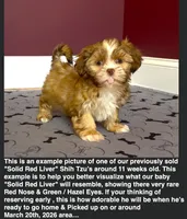 Shih Tzu Male Tiny! Green Eyes! Red Nose!, a male Shih Tzu for sale in Marietta, GA – Photo 4 of 10