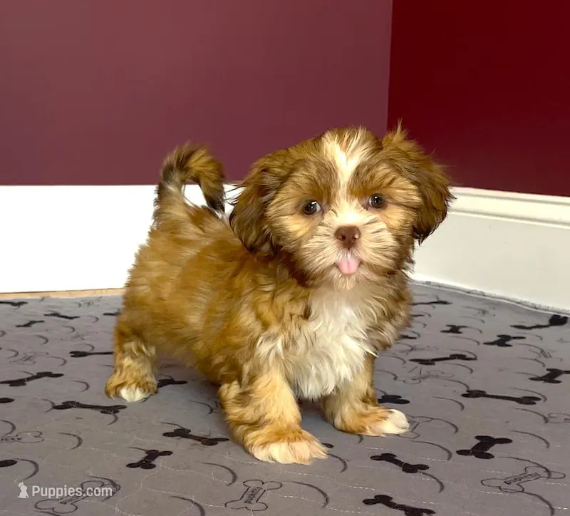 Shih Tzu Male Tiny! Green Eyes! Red Nose!, a male Shih Tzu for sale in Marietta, GA – Photo 1 of 10