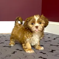 Shih Tzu Male Tiny! Green Eyes! Red Nose!, a male Shih Tzu for sale in Marietta, GA – Photo 1 of 10