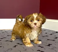 Shih Tzu Male Tiny! Green Eyes! Red Nose!, a male Shih Tzu for sale in Marietta, GA – Photo 1 of 10