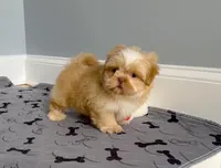 Shih Tzu Male Tiny! Green Eyes! Red Nose!, a male Shih Tzu for sale in Marietta, GA – Photo 4 of 10