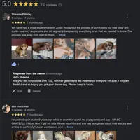 Shih Tzu Male Tiny! Green Eyes! Red Nose!, a male Shih Tzu for sale in Marietta, GA – Photo 9 of 10