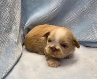 Shih Tzu Male Tiny! Green Eyes! Red Nose!, a male Shih Tzu for sale in Marietta, GA – Photo 2 of 10