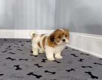 Shih Tzu Male Gold & White, a male Shih Tzu for sale in Marietta, GA – Photo 4 of 10