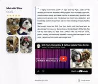 Shih Tzu Male Gold & White, a male Shih Tzu for sale in Marietta, GA – Photo 8 of 10