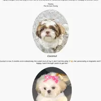 Shih Tzu Male Tiny! Green Eyes! Red Nose!, a male Shih Tzu for sale in Marietta, GA – Photo 10 of 10