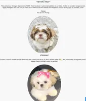 Shih Tzu Male Gold & White, a male Shih Tzu for sale in Marietta, GA – Photo 10 of 10