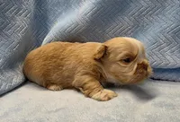 Shih Tzu Male Tiny! Green Eyes! Red Nose!, a male Shih Tzu for sale in Marietta, GA – Photo 3 of 10