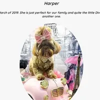 Shih Tzu Male Tiny! Green Eyes! Red Nose!, a male Shih Tzu for sale in Marietta, GA – Photo 7 of 10