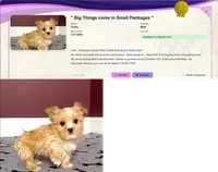 Tiny! Yorkie Male Rare! Gold & White .. "We Deserve Each Other", a male Yorkshire Terrier for sale in Marietta, GA – 2 of 10