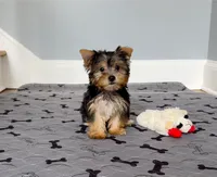 Yorkie Female "We Will Be Best Friends", a female Yorkshire Terrier for sale in Marietta, GA – 2 of 10
