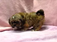 Shih Tzu Female Tiny! Exotic Red / Gold Markings!, a female Shih Tzu for sale in Marietta, GA – 2 of 10