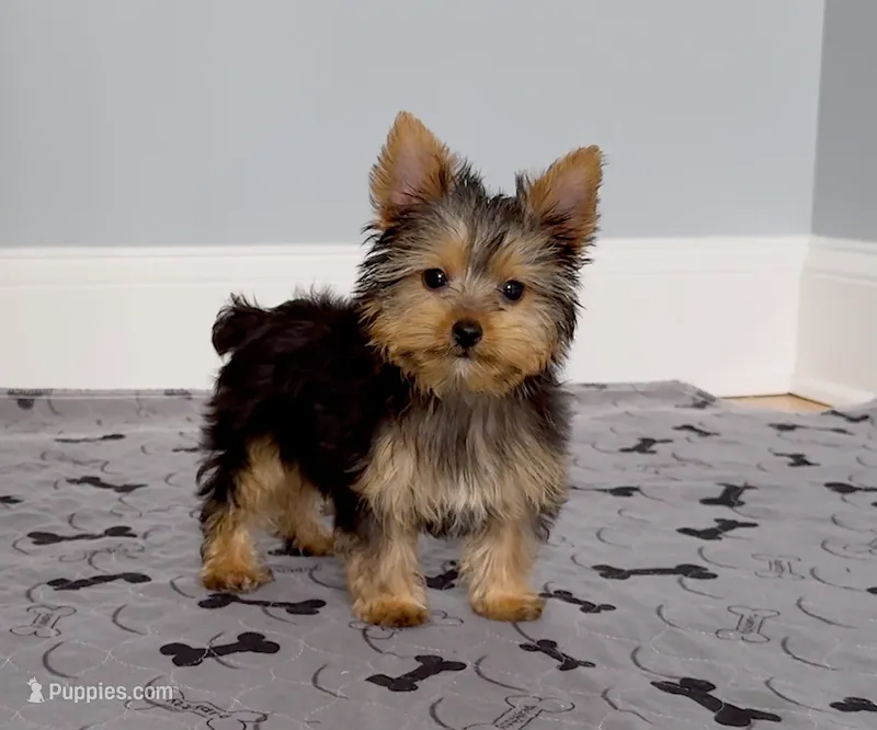 Yorkie Female "You Deserve Me" – Yorkshire Terrier puppy for sale in Marietta, GA