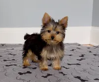 Yorkie Female "You Deserve Me", a female Yorkshire Terrier for sale in Marietta, GA – 1 of 10