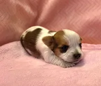 Yorkie Female Tiny! Gold & White "We Will Be Best Friends", a female Yorkshire Terrier for sale in Marietta, GA – 2 of 10