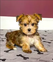 Tiny! Morkie Female Rare! Gold Dust.. "We Deserve Each Other", a female Morkie for sale in Marietta, GA – 1 of 10