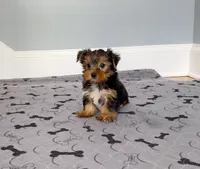 Yorkie Male "You Love Me", a male Yorkshire Terrier for sale in Marietta, GA – 4 of 10