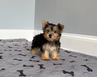 Yorkie Female Blk&Tan .. "I'm Your Destiny", a female Yorkshire Terrier for sale in Marietta, GA – 2 of 9