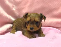 Tiny! Morkie Female Rare! Gold Dust.. "We Deserve Each Other", a female Morkie for sale in Marietta, GA – 3 of 10