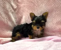 Yorkie Female Wow! I'm Gorgeous, a female Yorkshire Terrier for sale in Marietta, GA – 3 of 10