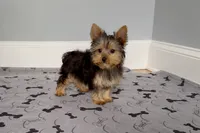Yorkie Female "You Deserve Me", a female Yorkshire Terrier for sale in Marietta, GA – 2 of 10