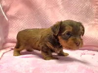 Perfect Yorkie Female Chocolate & Tan with Green / Hazel Eyes!, a female Yorkshire Terrier for sale in Marietta, GA – 2 of 8