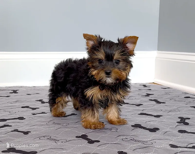 Yorkie Female Blk&Tan .. "I'm Your Destiny" – Yorkshire Terrier puppy for sale in Marietta, GA