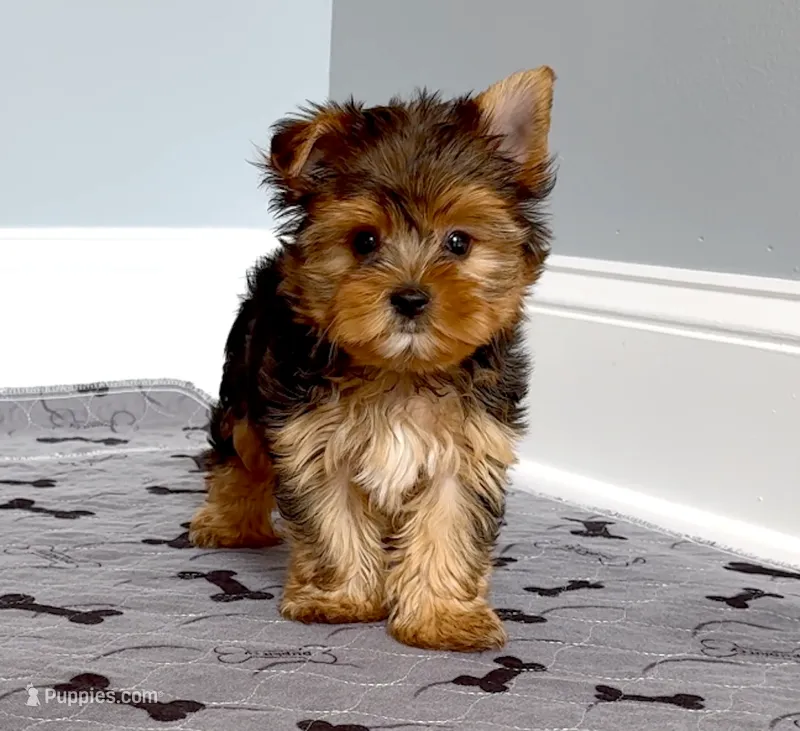 Tiny! Yorkie Male "I'm a Perfect 10" – Yorkshire Terrier puppy for sale in Marietta, GA