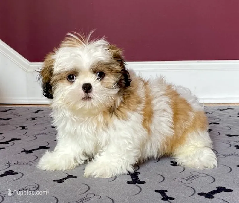 Shihtzu Female Tiny! Gold & White " You Love Me" – Shih Tzu puppy for sale in Marietta, GA