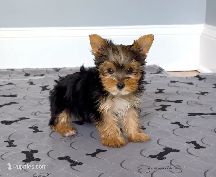 Yorkie Female "I'm so Irresistible" – Yorkshire Terrier puppy for sale in Marietta, GA