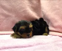 Yorkie Female "You Love Me", a female Yorkshire Terrier for sale in Marietta, GA – 4 of 9
