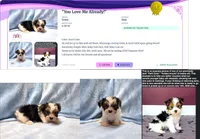 Yorkie Male Parti! "We will Be Best Friends", a male Yorkshire Terrier for sale in Marietta, GA – 4 of 9