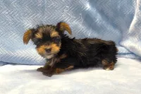 Tiny! Yorkie Male "I'm a Perfect 10", a male Yorkshire Terrier for sale in Marietta, GA – 2 of 9